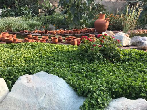 عکس گلخانه گیاه جوان