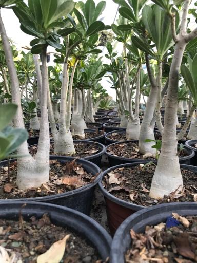 عکس گلخانه گیاه جوان