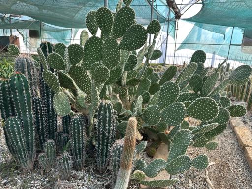 عکس گلخانه گیاه جوان