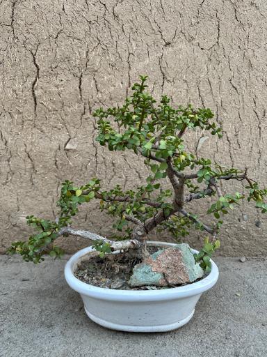 عکس گلخانه گیاه جوان