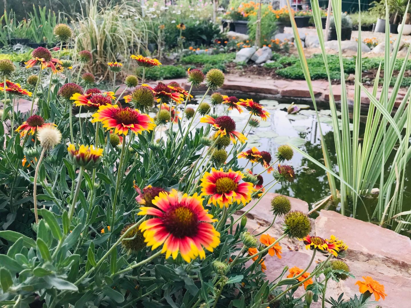 عکس گلخانه گیاه جوان