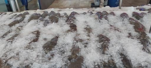 عکس بازار ماهی سیمرغ