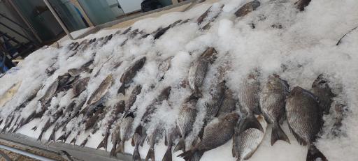 عکس بازار ماهی سیمرغ