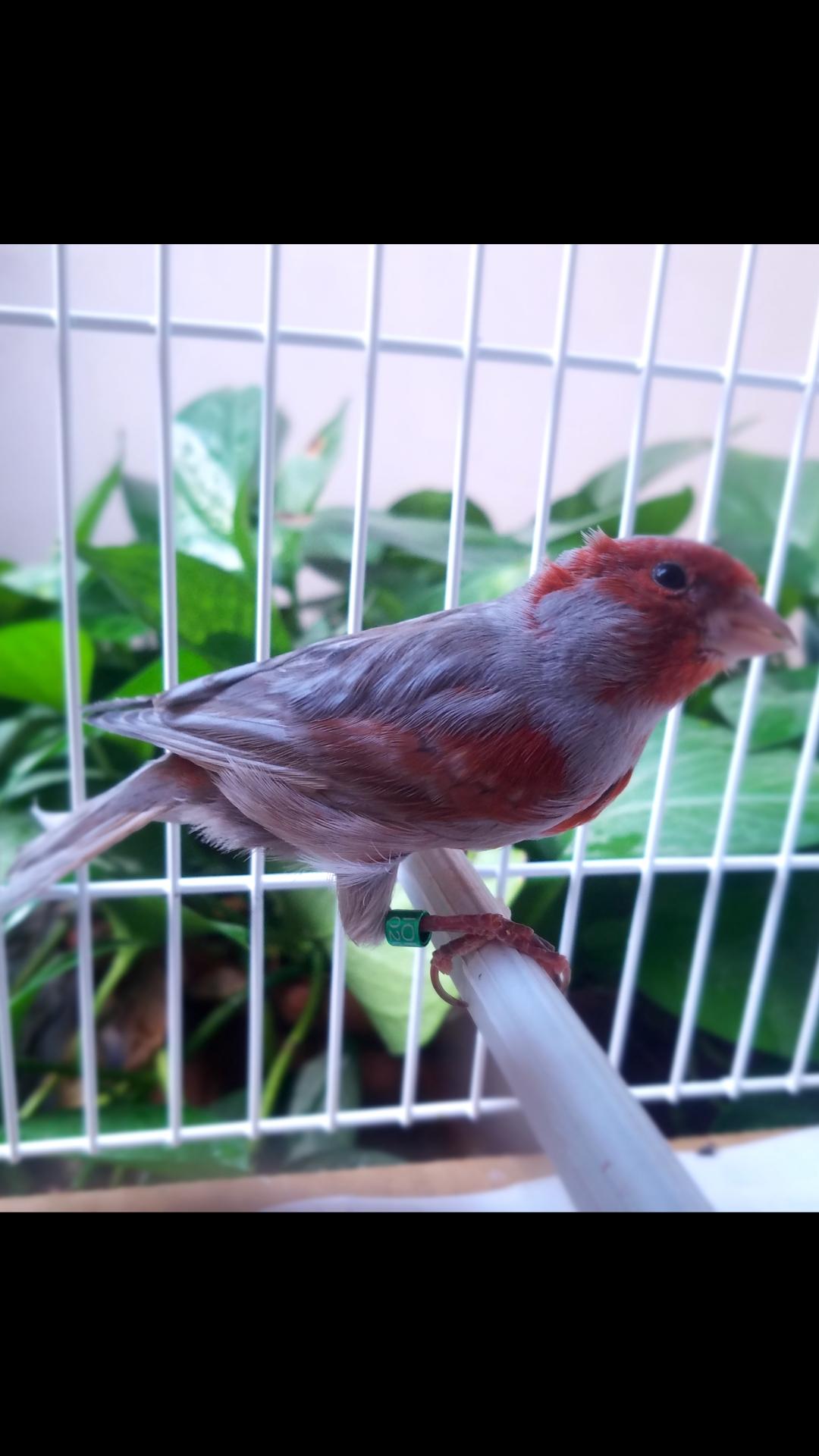 عکس قناری ایرانیiraniancanary