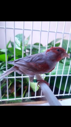 عکس قناری ایرانیiraniancanary