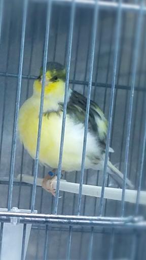 عکس قناری ایرانیiraniancanary