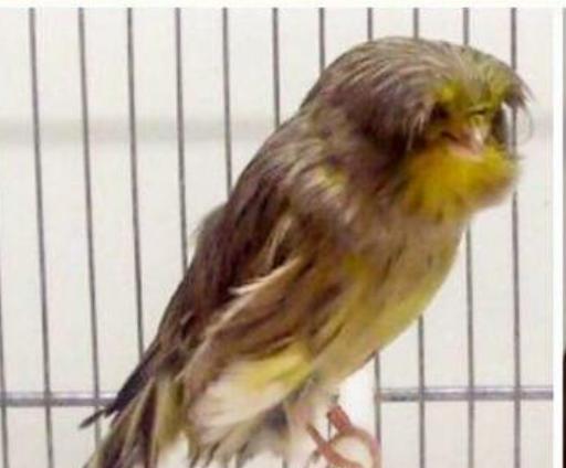 عکس قناری ایرانیiraniancanary