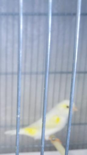 عکس قناری ایرانیiraniancanary