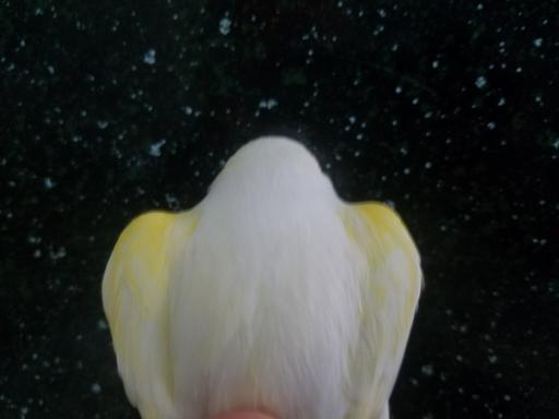 عکس قناری ایرانیiraniancanary