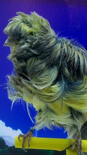 عکس قناری ایرانیiraniancanary