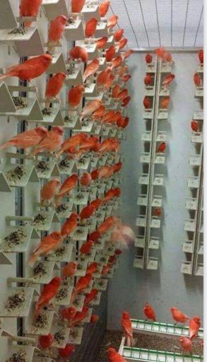 عکس قناری ایرانیiraniancanary