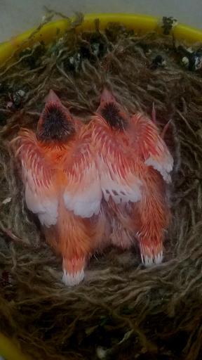 عکس قناری ایرانیiraniancanary