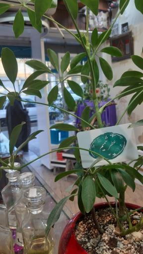 عکس عطر شمیم