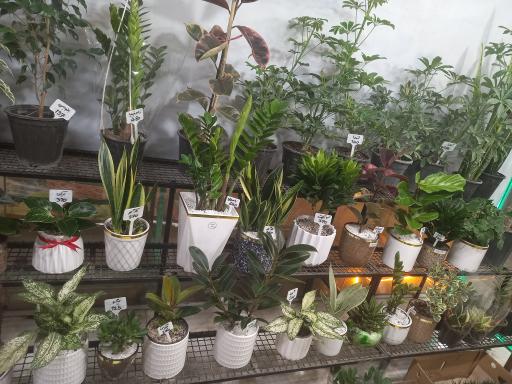 عکس فروشگاه گل آرتمیس