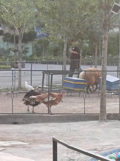 عکس سرزمین لاک پشت ها 