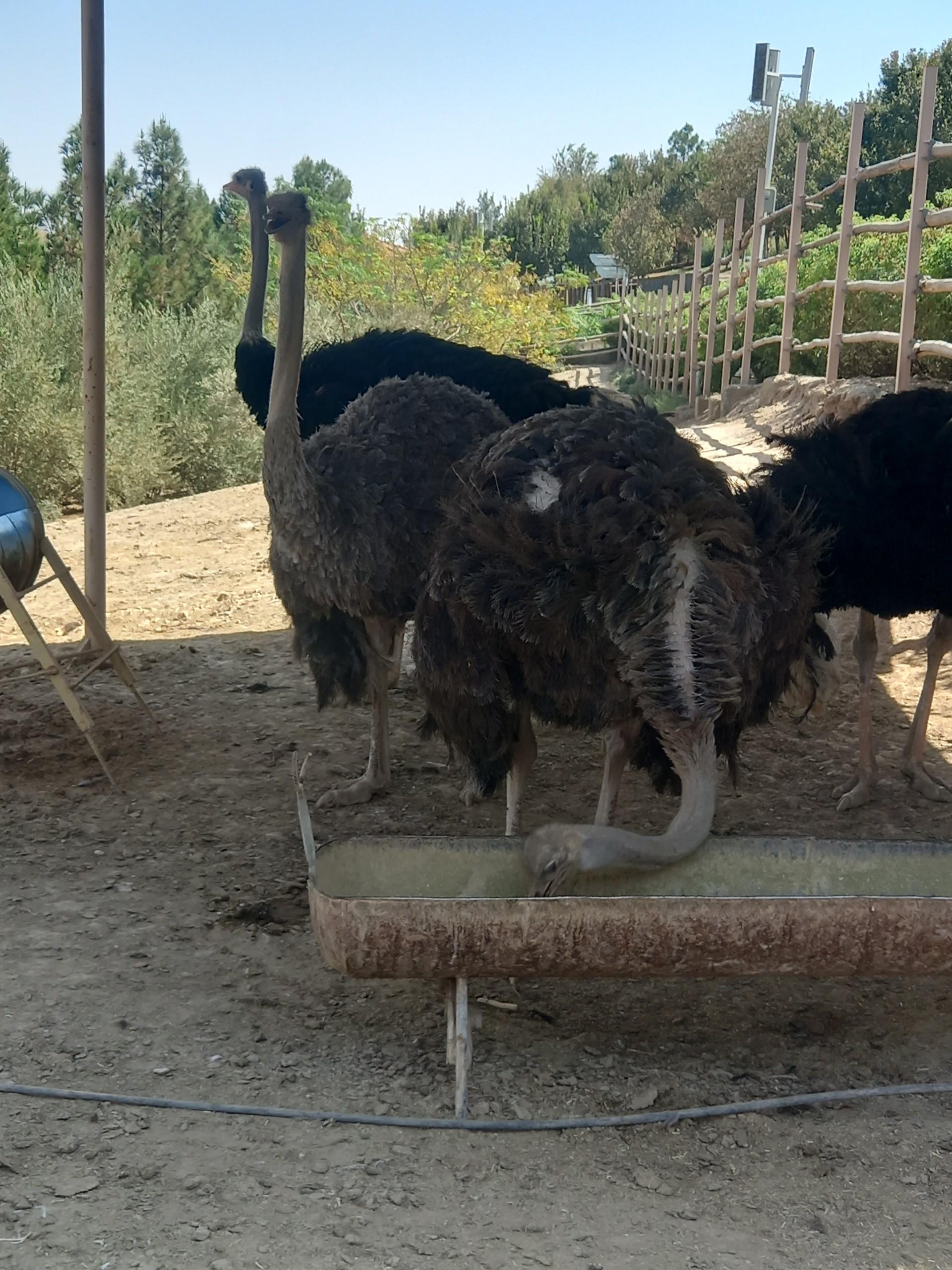 عکس دبیرستان امت