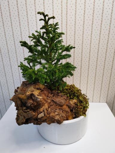 عکس گل فروشی تیانا