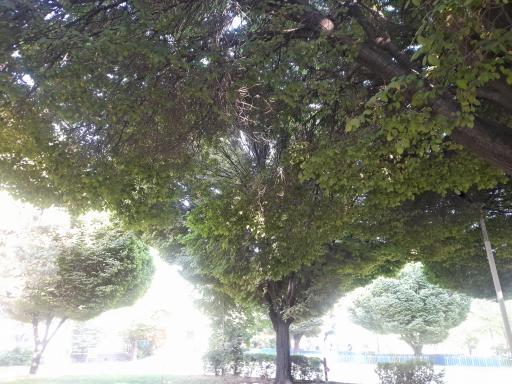 عکس پارک ملت