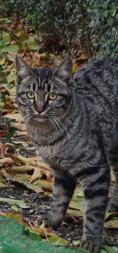 عکس پارک امین