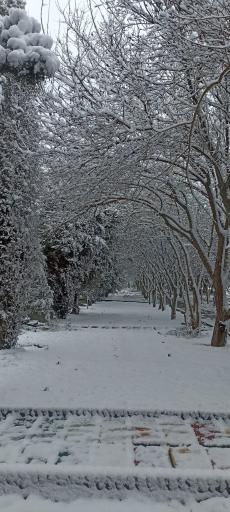 عکس بوستان بهار