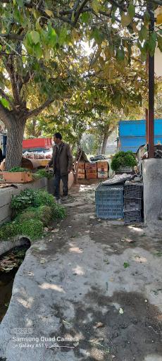 عکس باغ سبزی فرهادی
