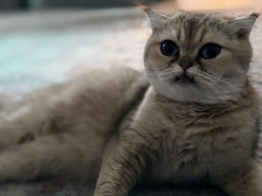 عکس پانسیون گربه لونا