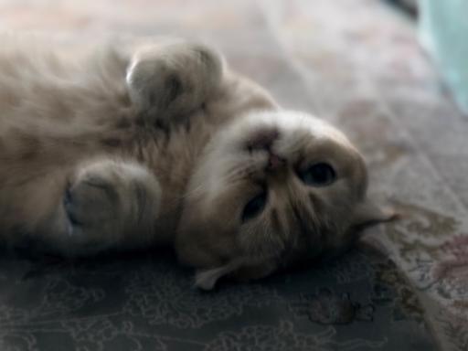 عکس پانسیون گربه لونا