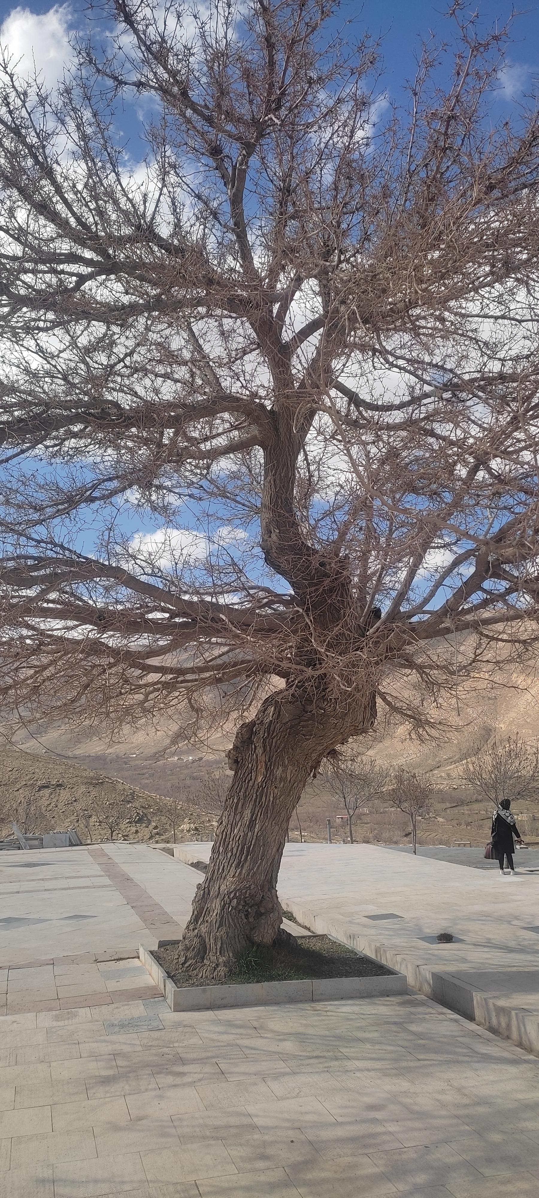 عکس استل کوهبر