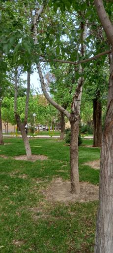 عکس بوستان غنچه