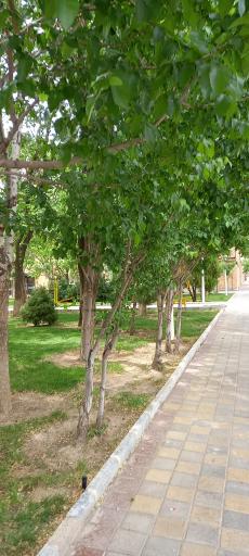 عکس بوستان غنچه