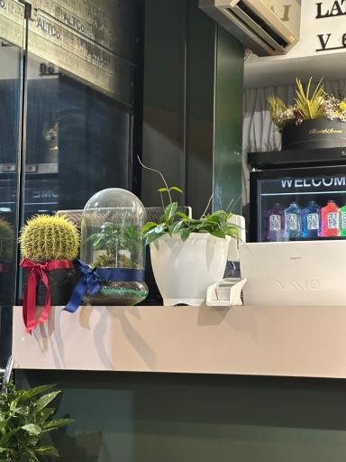 عکس دیلی کافه