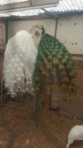 عکس مزرعه پرنده کلمی