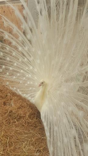 عکس مزرعه پرنده کلمی