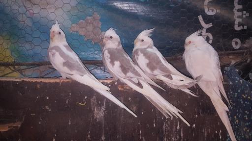 عکس مزرعه پرنده کلمی