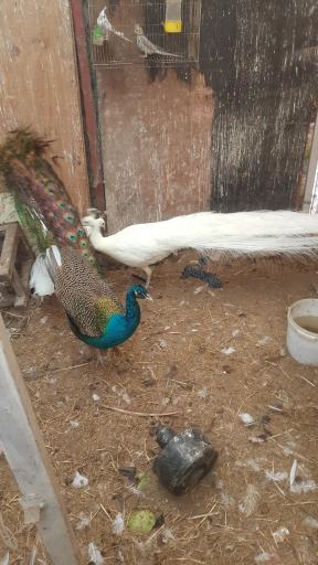 عکس مزرعه پرنده کلمی