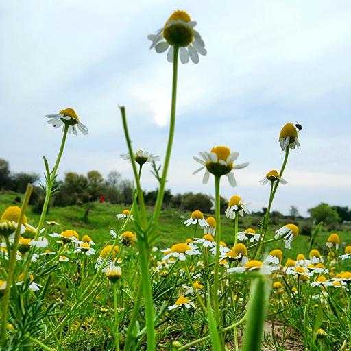 عکس بیشه عباس آباد