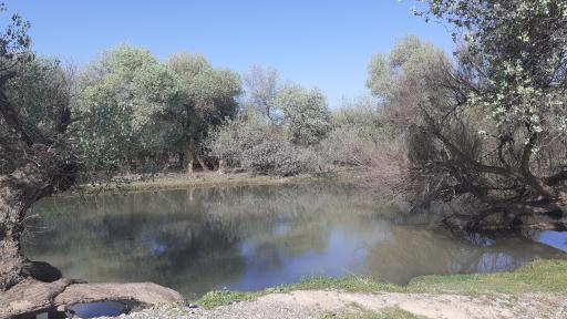 عکس بیشه عباس آباد
