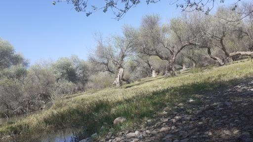 عکس بیشه عباس آباد