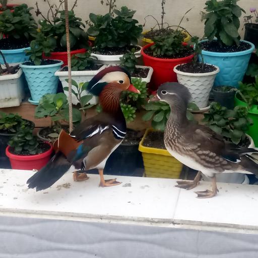 عکس مزرعه پرنده کلمی