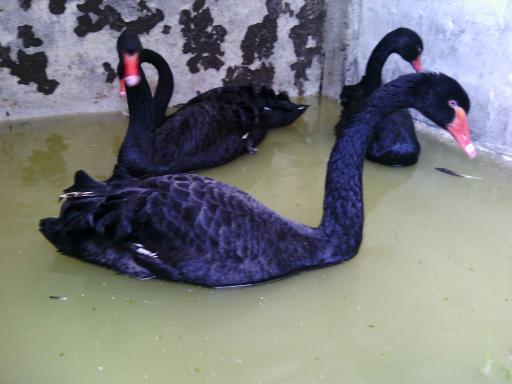 عکس مزرعه پرنده کلمی