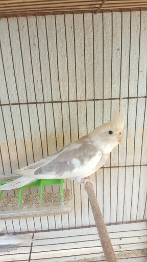 عکس مزرعه پرنده کلمی