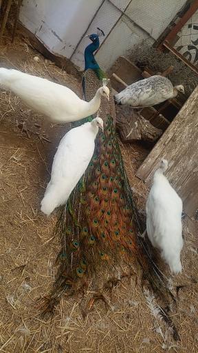 عکس مزرعه پرنده کلمی