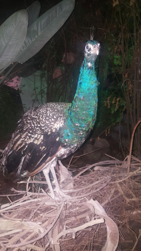 عکس مزرعه پرنده کلمی