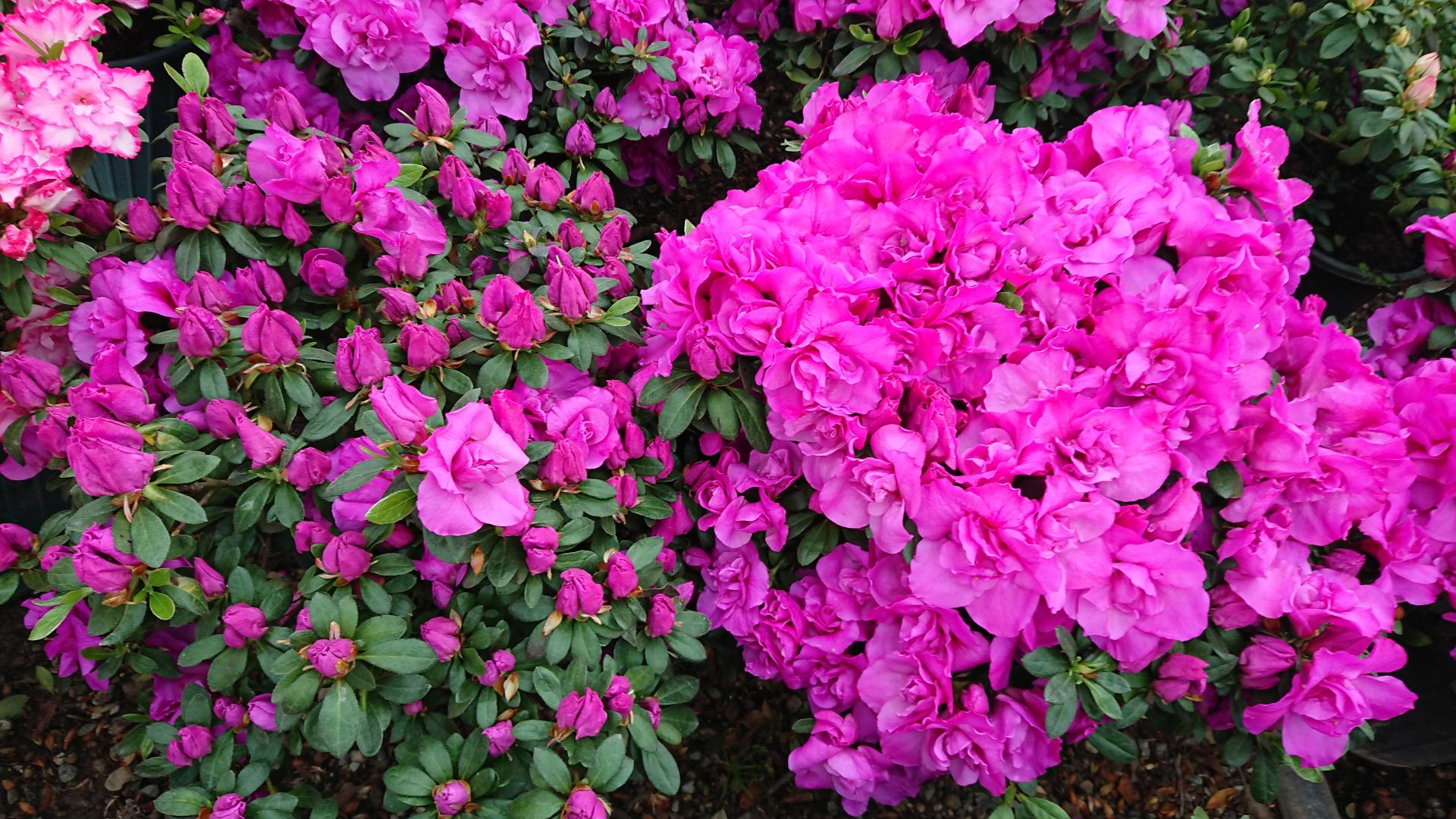 عکس مؤسسه پرورش گل و گیاه بابائی 