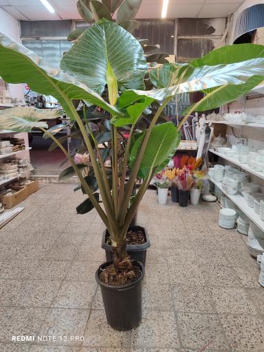 عکس تولیدی امید دکور