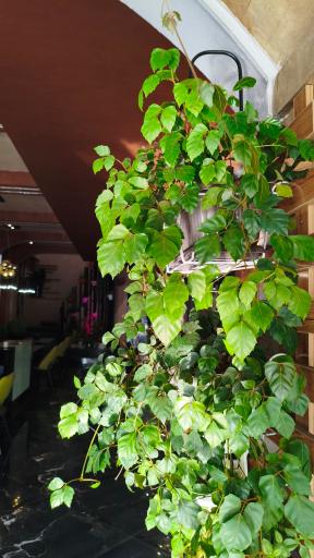 عکس کافه رستوران ارکیده سبز البرز