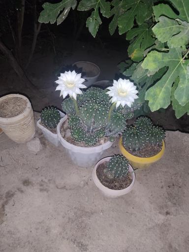 عکس کهن آباد