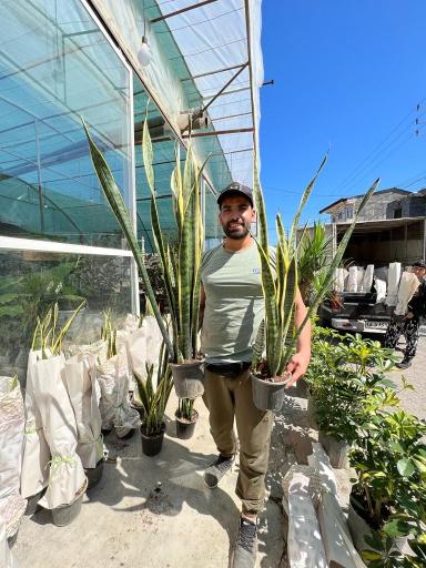 عکس گلخانه مهر 