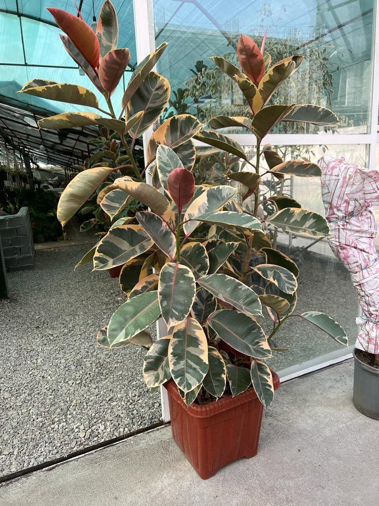 عکس گلخانه مهر 