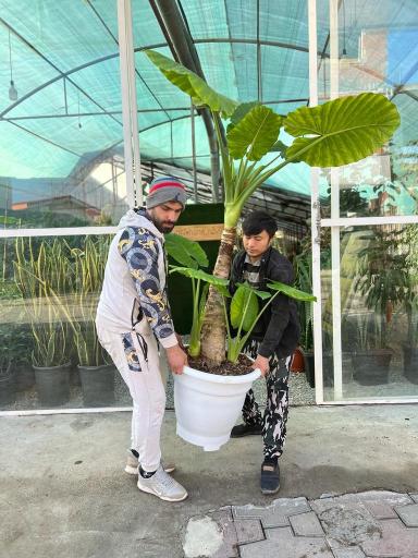 عکس گلخانه مهر 